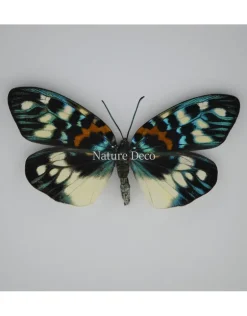 Erasmia Pulchella in luxe 3D lijst 17 x 17cm