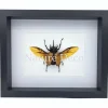 Eupatorus Gracillicornis in luxe 3D lijst 27 x 22 x 4,5 cm