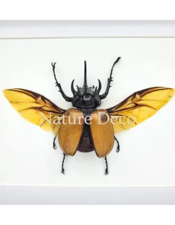 Eupatorus Gracillicornis in luxe 3D lijst 27 x 22 x 4,5 cm
