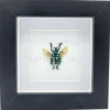 Eupholus Chevrolati (snuitkever) in luxe 3D lijst 12 x 12 x 3,3 cm