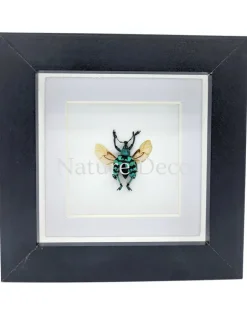 Eupholus Chevrolati (snuitkever) in luxe 3D lijst 12 x 12 x 3,3 cm