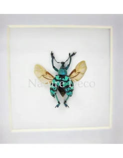 Eupholus Chevrolati (snuitkever) in luxe 3D lijst 12 x 12 x 3,3 cm