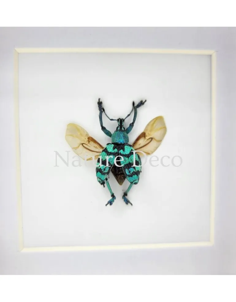 Eupholus Chevrolati (snuitkever) in luxe 3D lijst 12 x 12 x 3,3 cm