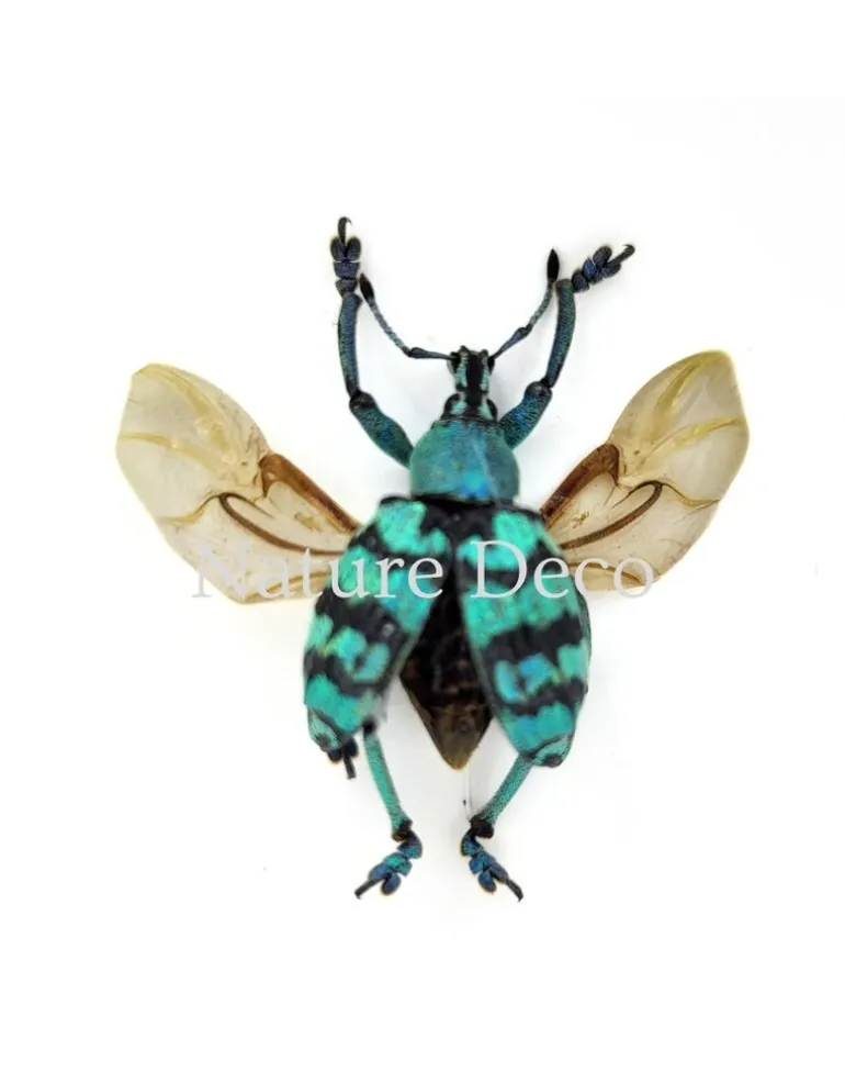 Eupholus Chevrolati (snuitkever) in luxe 3D lijst 12 x 12 x 3,3 cm