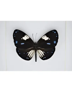 Euploea Rhadamanthus in luxe 3D lijst 17 x 17cm