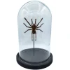 Eurypelma spinicrus (vogelspin) in stolp 14 x 14 x 21 cm