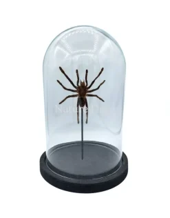 Eurypelma spinicrus (vogelspin) in stolp 14 x 14 x 21 cm