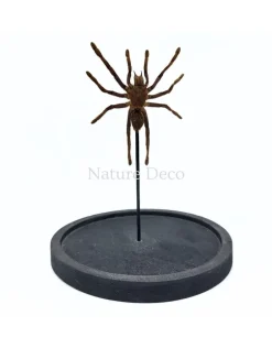 Eurypelma spinicrus (vogelspin) in stolp 14 x 14 x 21 cm
