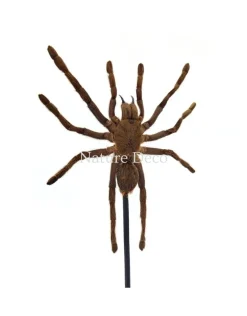 Eurypelma spinicrus (vogelspin) in stolp 14 x 14 x 21 cm