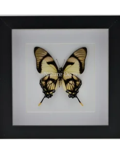 Eurytides Dolicaon in luxe 3D lijst 17 x 17cm