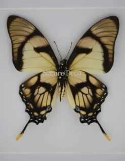 Eurytides Dolicaon in luxe 3D lijst 17 x 17cm