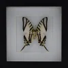 Eurytides Protesilaus in luxe 3D lijst 17 x 17cm