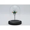 Froglegg kever (Sagra Longicollius) in stolp 14 x 10cm