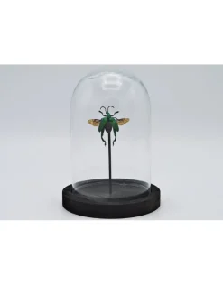 Froglegg kever (Sagra Longicollius) in stolp 14 x 10cm