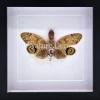 Fulgora laternaria (peanut head insect) in luxe 3D lijst 22 x 22cm