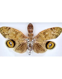 Fulgora laternaria (peanut head insect) in luxe 3D lijst 22 x 22cm