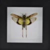 Gastrimargus Africanus (sprinkhaan) in luxe 3D lijst 12 x 12cm