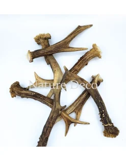 Geweitje Ree B15-20 cm