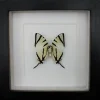 Graphium agetes onderkant in luxe 3D lijst 17 x 17cm