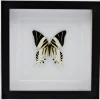 Graphium Androcles in luxe 3D lijst 22 x 22cm