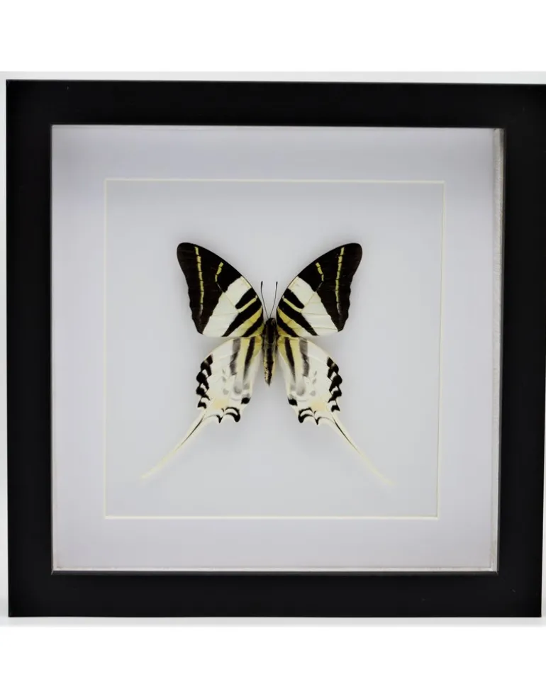 Graphium Androcles in luxe 3D lijst 22 x 22cm
