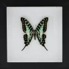 Graphium Antheus in luxe 3D lijst
