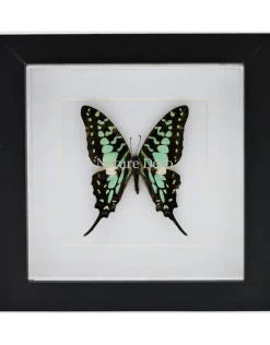 Graphium Antheus in luxe 3D lijst
