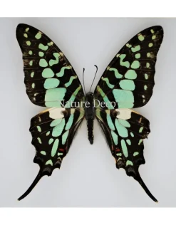 Graphium Antheus in luxe 3D lijst