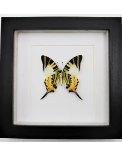 Graphium antiphates onderkant in luxe 3D lijst