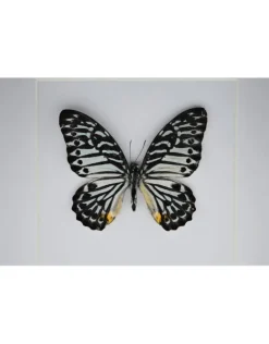 Graphium Delessertii bovenkant in luxe 3D lijst 17 x 17cm