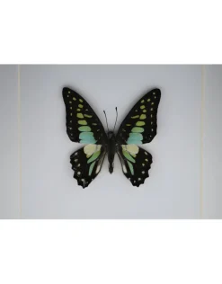 Graphium Doson in luxe 3D lijst 17 x 17cm