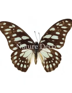 Graphium Leonidas in luxe 3D lijst 17 x 17 cm