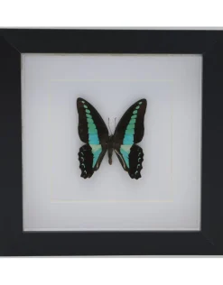 Graphium Sarpedon in 3D lijst 17x17cm
