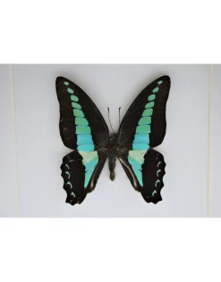 Graphium Sarpedon in 3D lijst 17x17cm