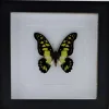 Graphium Tyndareus in luxe 3D lijst 17 x 17cm