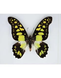 Graphium Tyndareus in luxe 3D lijst 17 x 17cm