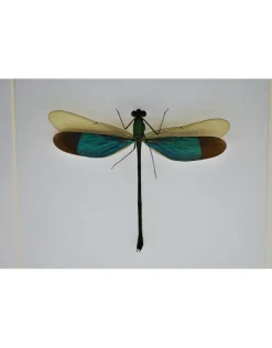 Groene libel in luxe 3D lijst 17 x 17cm