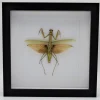 Groene sprinkhaan XL in luxe 3D lijst 22 x 22cm