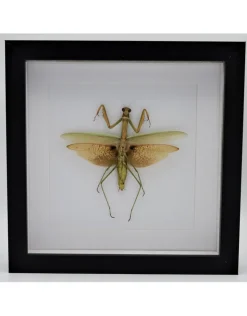 Groene sprinkhaan XL in luxe 3D lijst 22 x 22cm