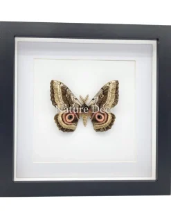Gynanisa Maja (Pink Saturn Moth Africa) in luxe 3D lijst 22 x 22 cm