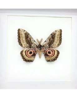 Gynanisa Maja (Pink Saturn Moth Africa) in luxe 3D lijst 22 x 22 cm
