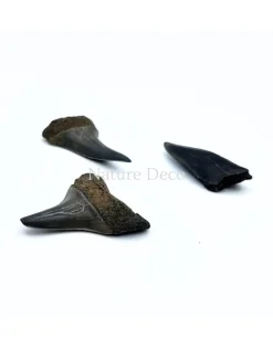 Haaientand klein (3 stuks) 1,5 x 1 x 0,5 cm
