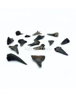 Haaientand klein (3 stuks) 1,5 x 1 x 0,5 cm