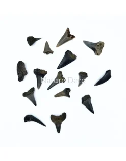 Haaientand klein (3 stuks) 1,5 x 1 x 0,5 cm