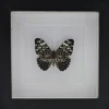 Hamadryas Iphthime in luxe 3D lijst