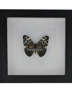 Hamadryas Iphthime in luxe 3D lijst
