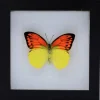 Hebomoia Leucippe Leucippe in luxe 3D lijst 17x17cm