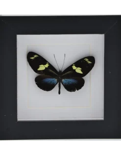 Heliconius Doris Eratonius blauw in luxe 3D lijst 12 x 12cm