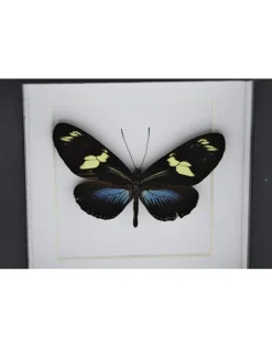 Heliconius Doris Eratonius blauw in luxe 3D lijst 12 x 12cm