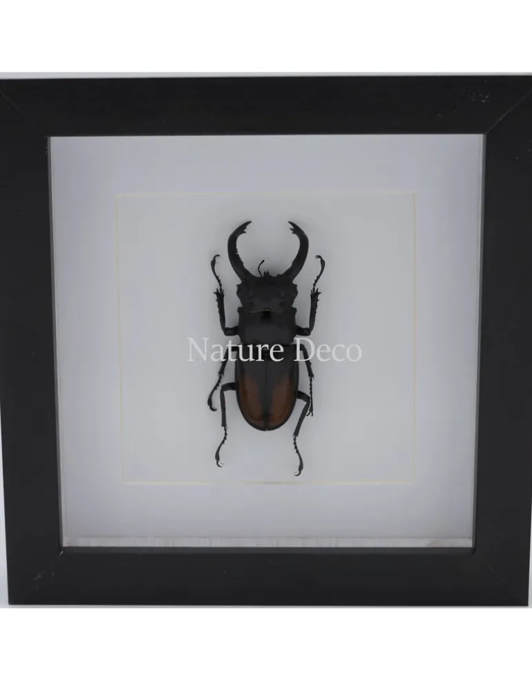 Hexarthrius Parryi Paradoxus (kever) in luxe 3D lijst 17 x 17cm